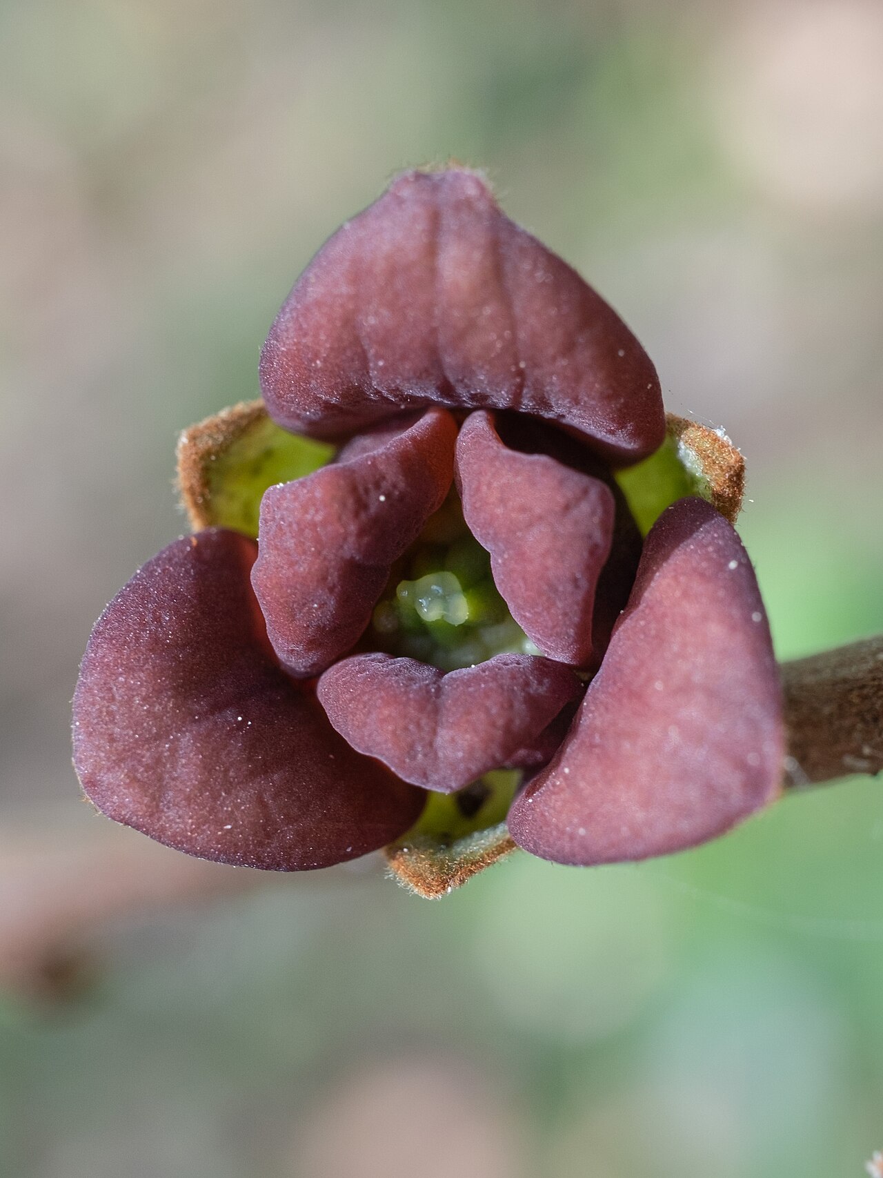 Small-flower pawpaw: Small-Flower Pawpaw ( Asimina parviflora ) in the United States