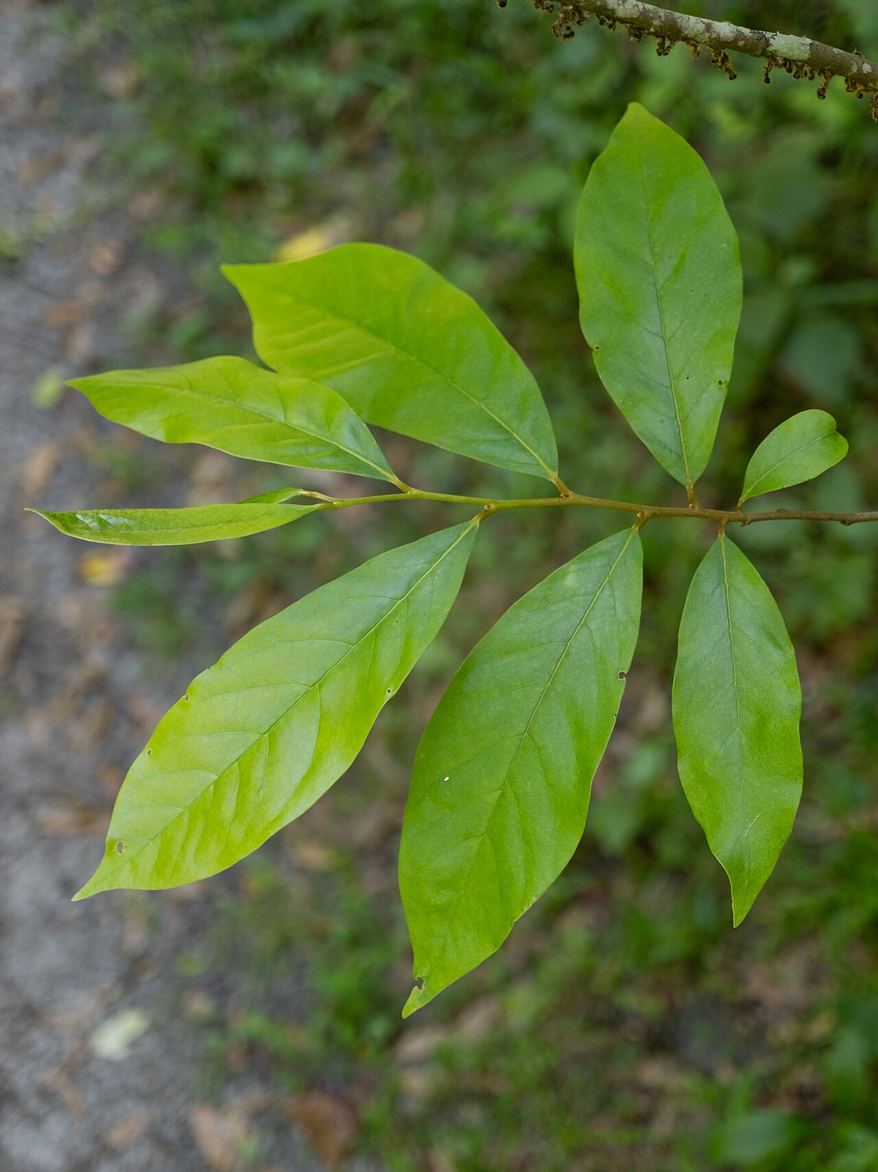 Small-flower pawpaw: Small-Flower Pawpaw ( Asimina parviflora ) in the United States