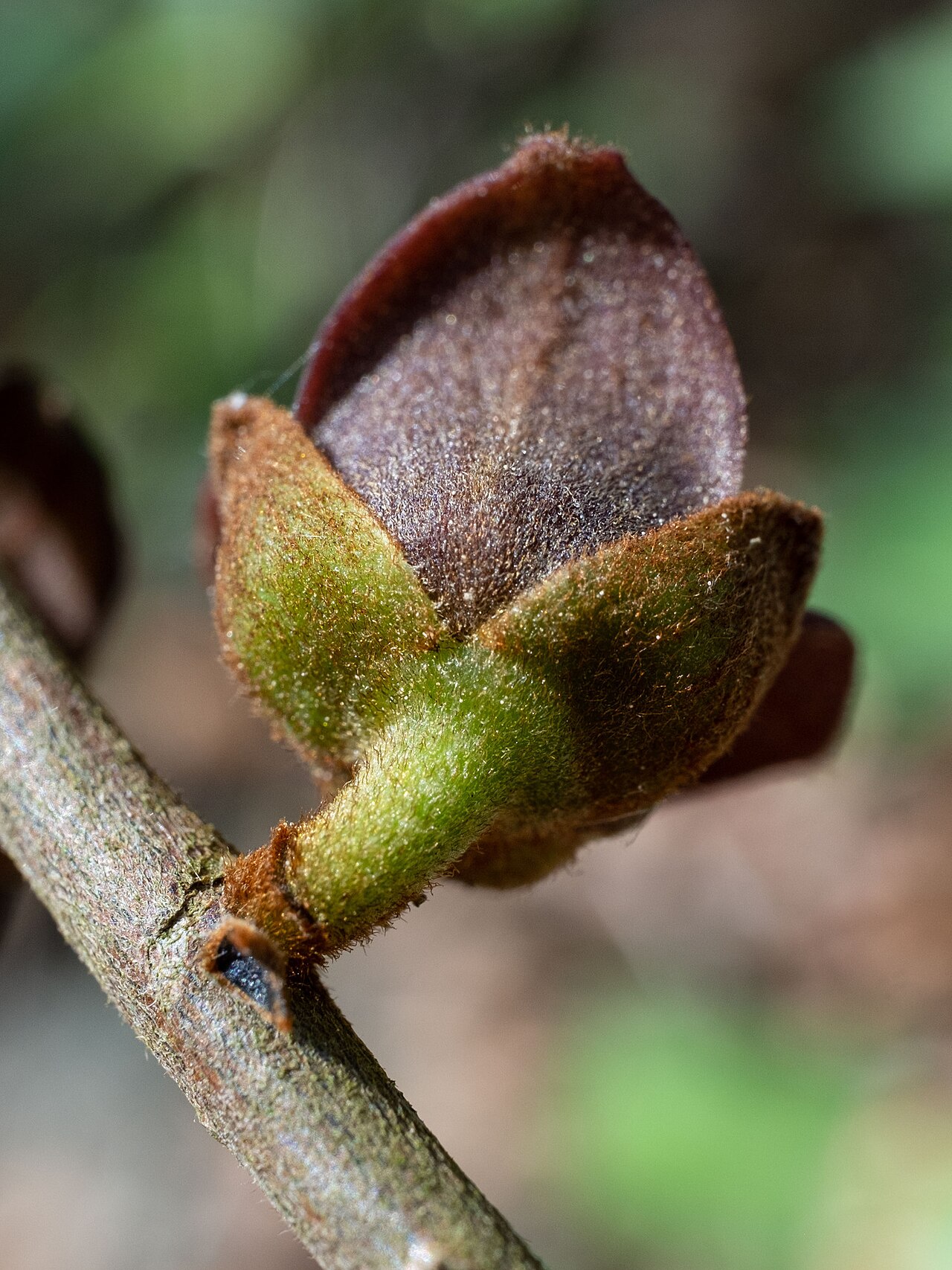 Small-flower pawpaw: Small-Flower Pawpaw ( Asimina parviflora ) in the United States