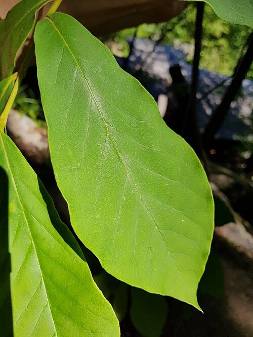 Small-flower pawpaw: Asimina parviflora, pawpaw, leave