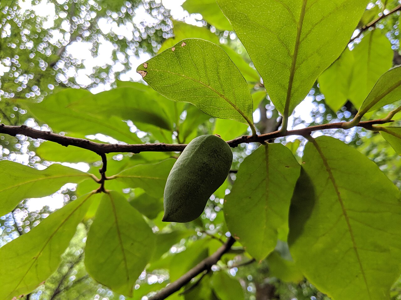 Small-flower pawpaw: Asimina parviflora, pawpaw, fruit