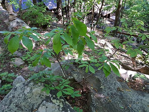 Small-flower pawpaw: Asimina parviflora, pawpaw, bush