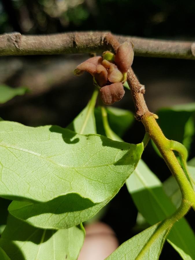 Small-flower pawpaw: Asimina parviflora, pawpaw, flower