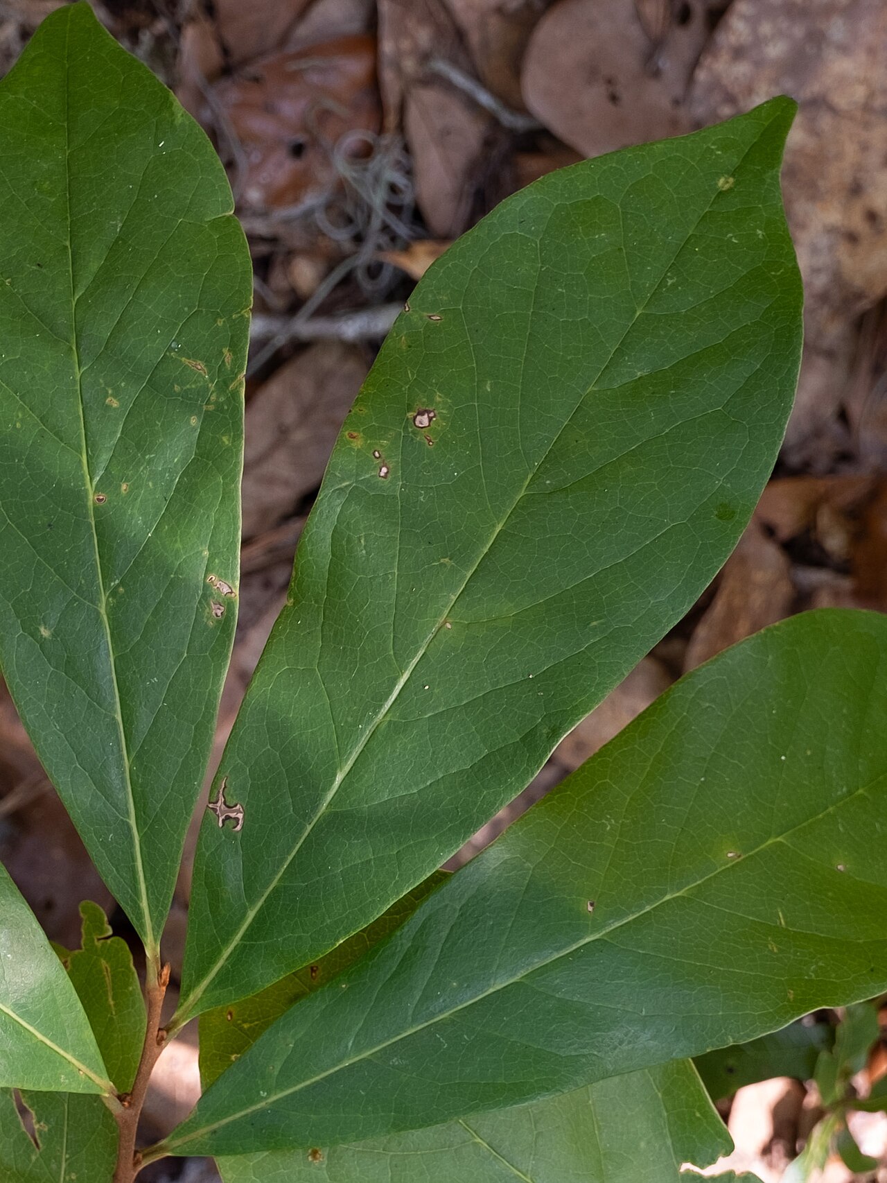 Small-flower pawpaw: Small-Flower Pawpaw ( Asimina parviflora ) in the United States