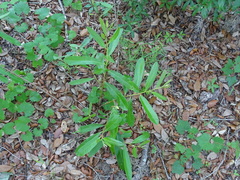 Dwarf pawpaw (Asimina pygmaea)