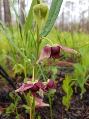 Dwarf pawpaw (Asimina pygmaea)