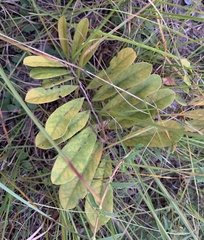 Dwarf pawpaw (Asimina pygmaea)