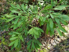 Dwarf pawpaw (Asimina pygmaea)
