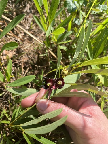 Dwarf pawpaw (Asimina pygmaea)