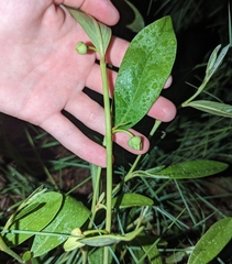 Dwarf pawpaw (Asimina pygmaea)