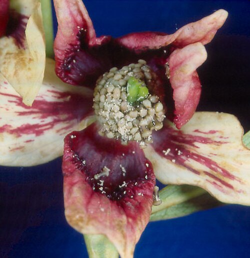 Netted pawpaw: Asimina reticulata flower