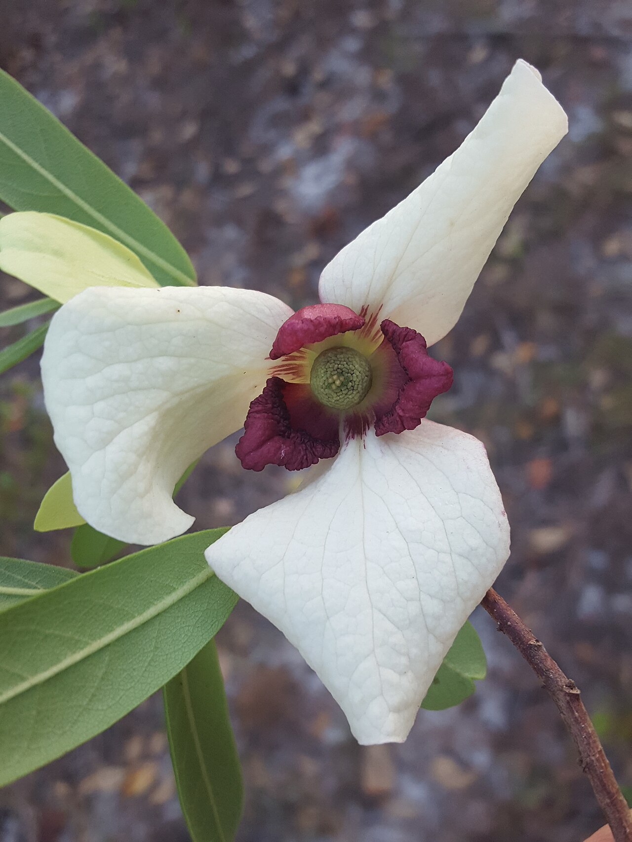 Netted pawpaw: Netted pawpaw ( Asimina reticulata ) in the United States
