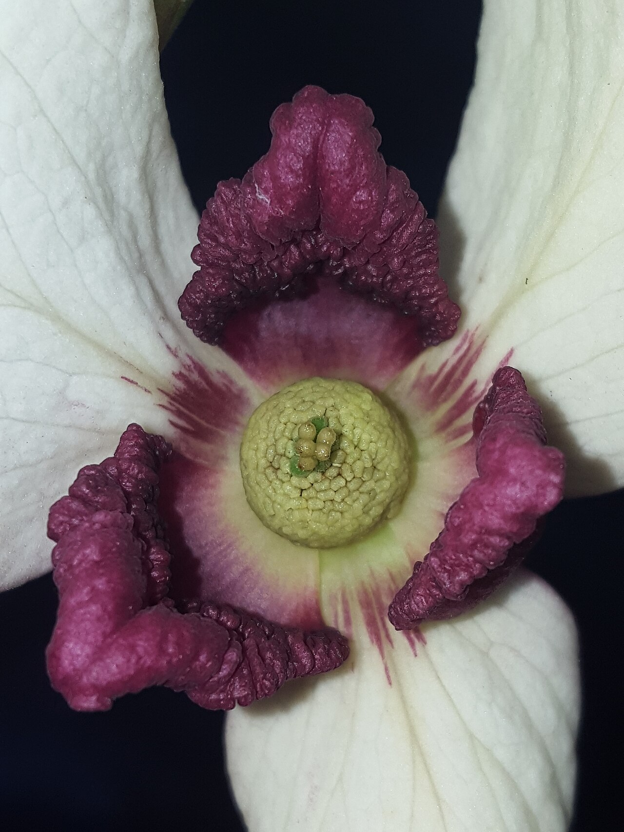Netted pawpaw: Netted pawpaw ( Asimina reticulata ) in the United States