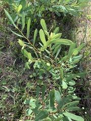 Netted pawpaw (Asimina reticulata)