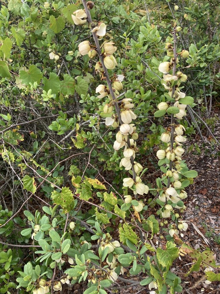 Netted pawpaw (Asimina reticulata)