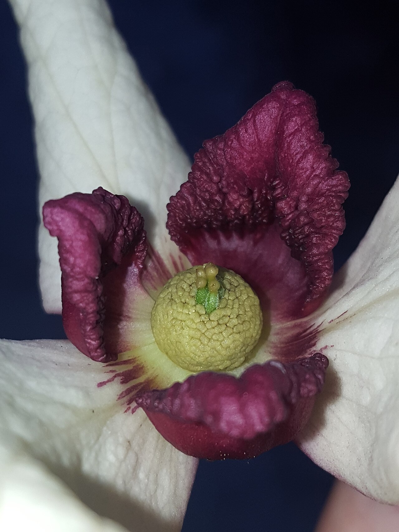 Netted pawpaw: Netted pawpaw ( Asimina reticulata ) in the United States