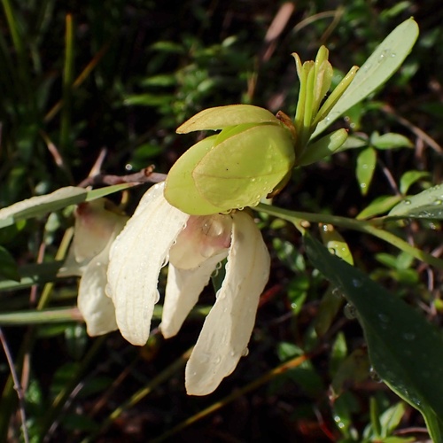 Netted pawpaw (Asimina reticulata)