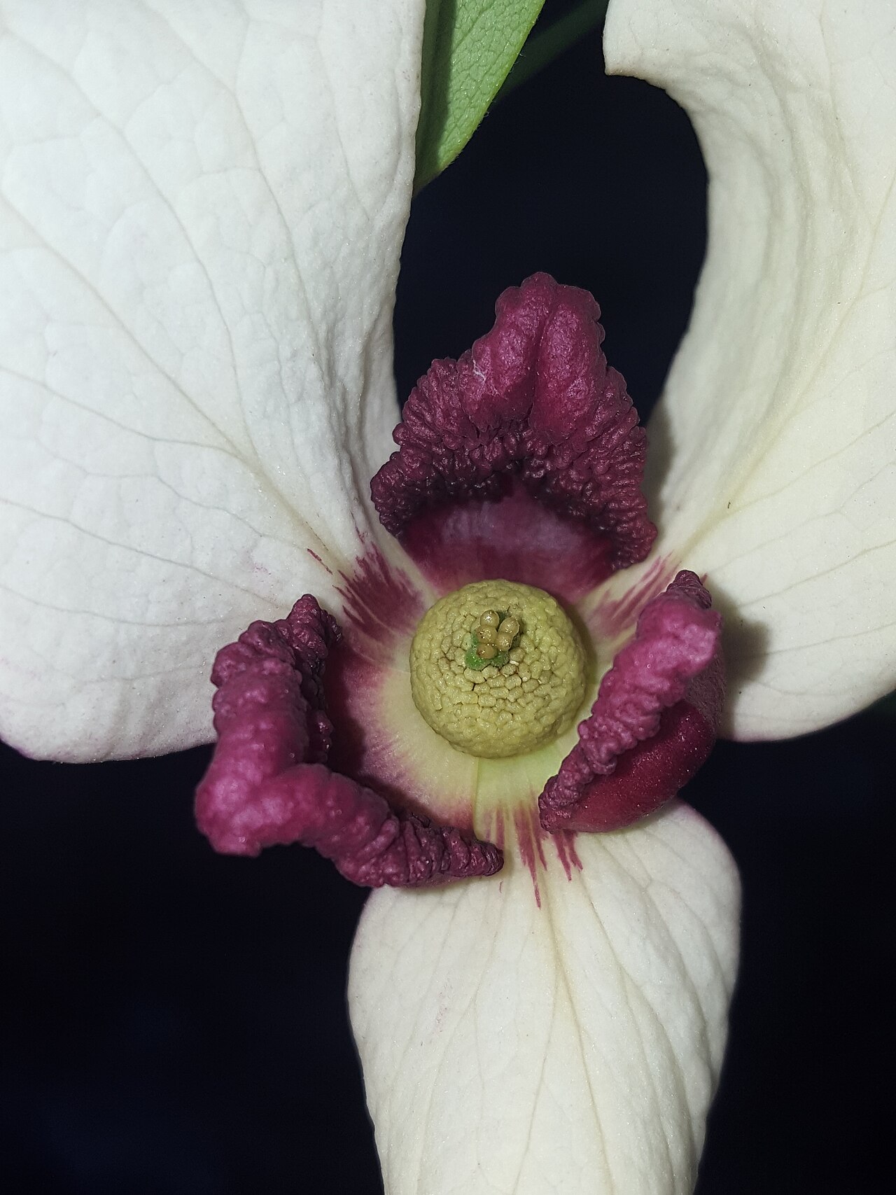 Netted pawpaw: Netted pawpaw ( Asimina reticulata ) in the United States
