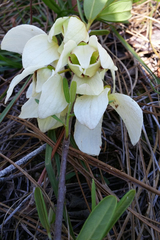 Netted pawpaw (Asimina reticulata)