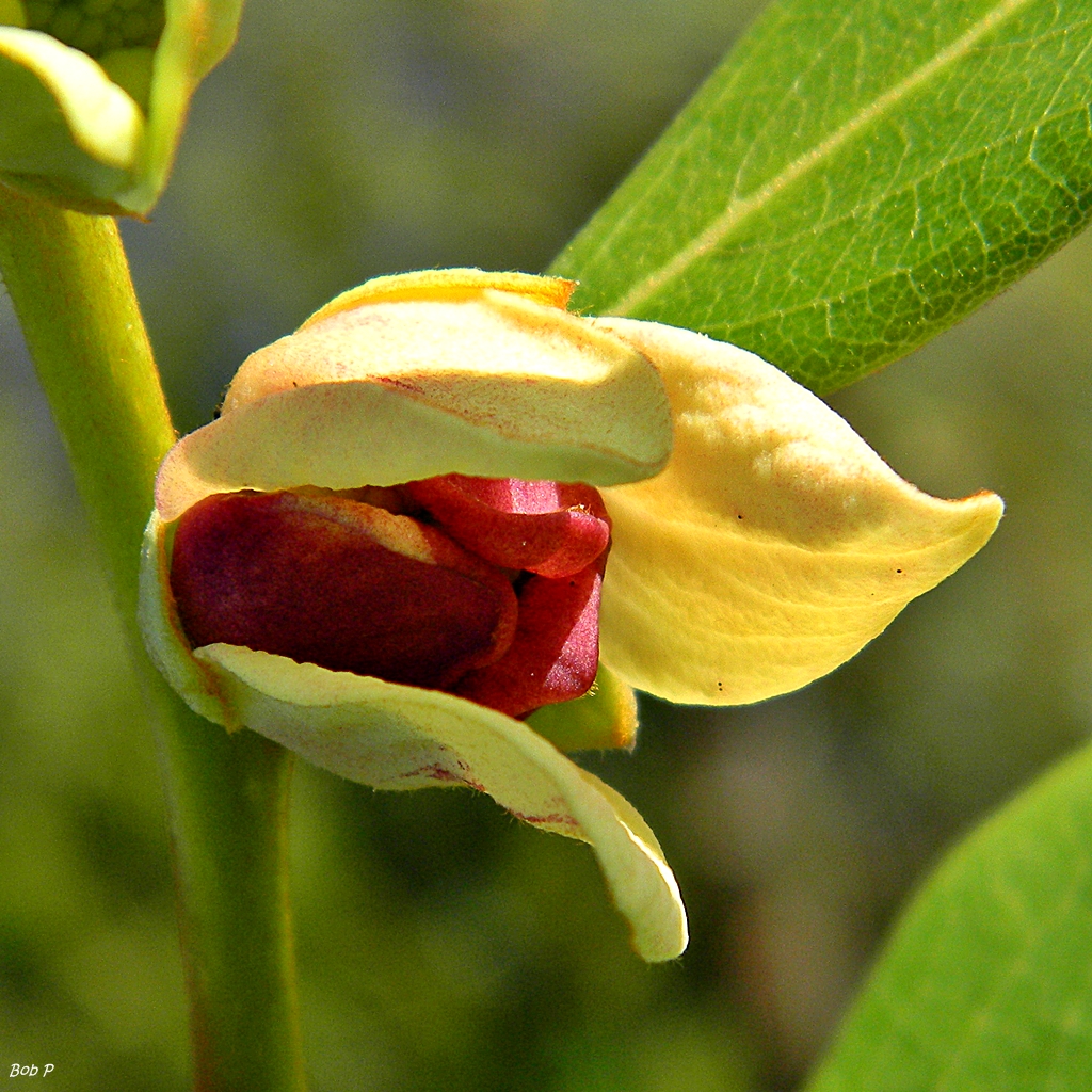 Four-petal pawpaw: This beautiful pawpaw species, endemic only to Palm Beach, Martin & St. Lucie Counties, is critically imperiled. Habitat loss, fire suppression, human disturban