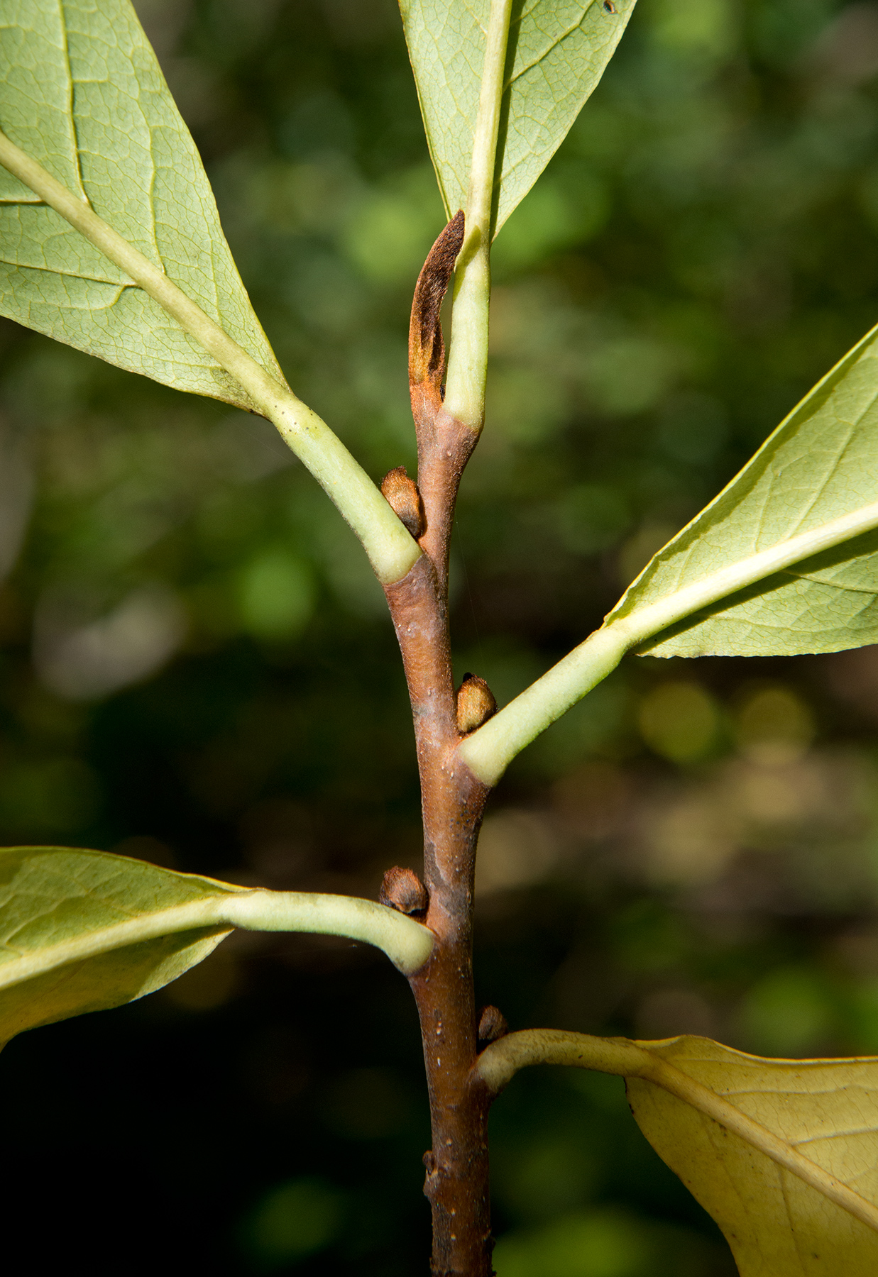 Pawpaw: Asimina triloba