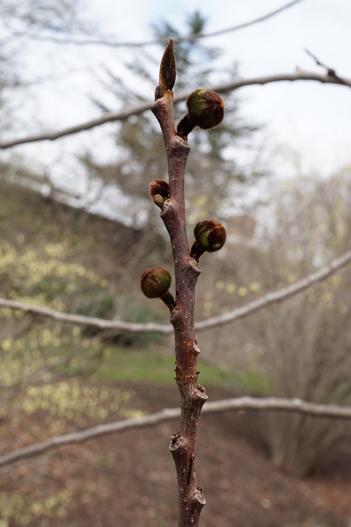 Pawpaw: Asimina triloba