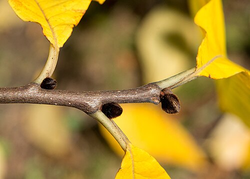 Pawpaw: Asimina triloba