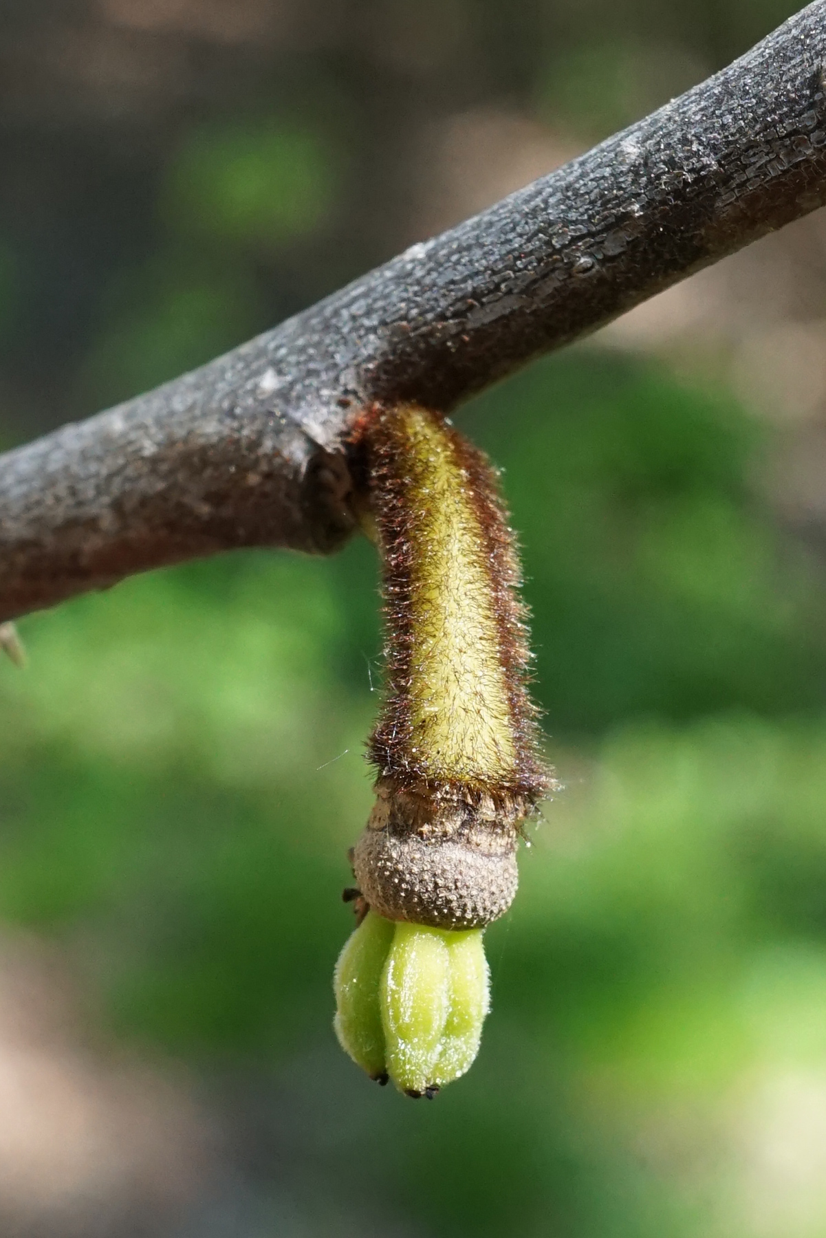 Pawpaw: Asimina triloba