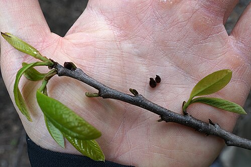 Pawpaw: Asimina triloba