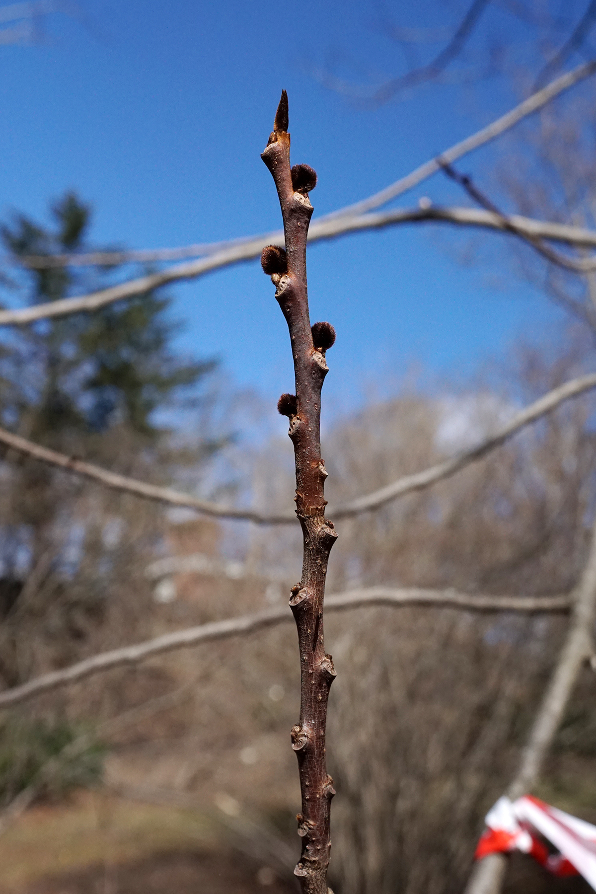 Pawpaw: Asimina triloba
