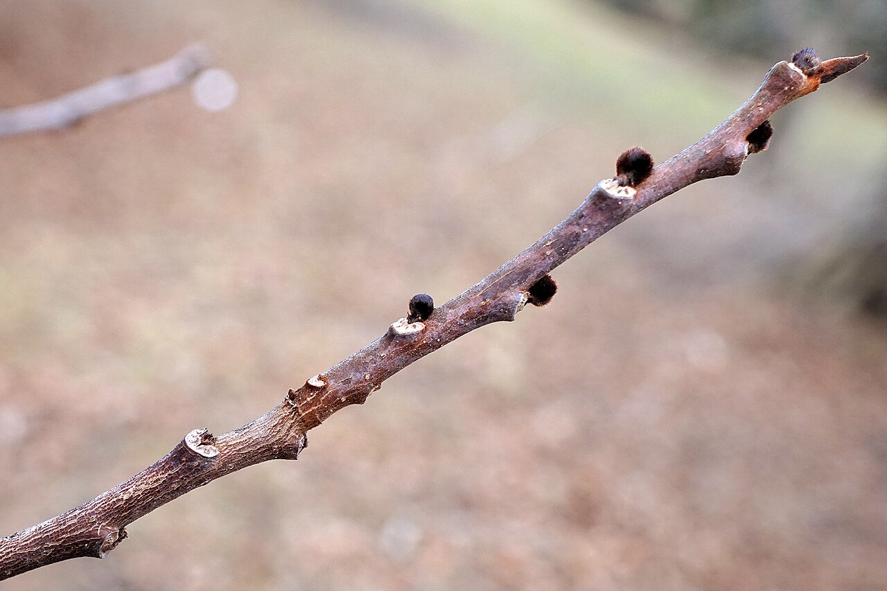 Pawpaw: Asimina triloba (Paw Paw) dormant buds