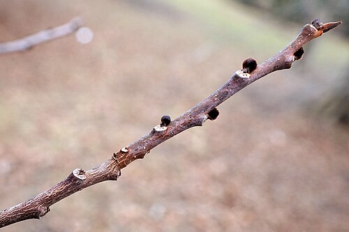 Pawpaw: Asimina triloba (Paw Paw) dormant buds