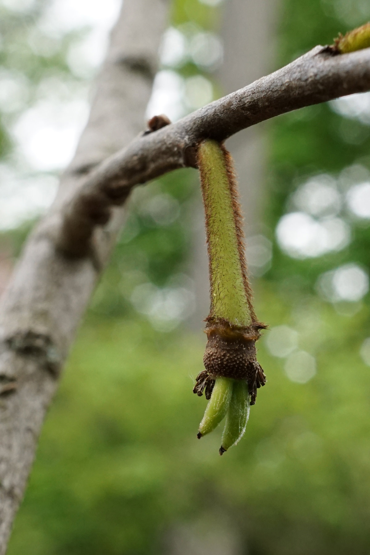 Pawpaw: Asimina triloba