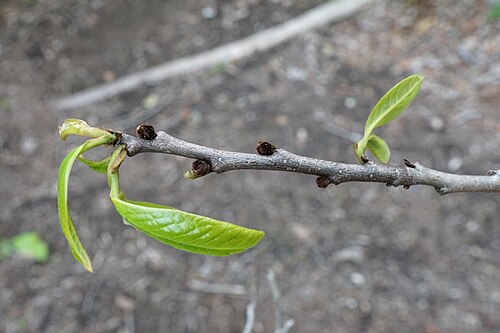 Pawpaw: Asimina triloba