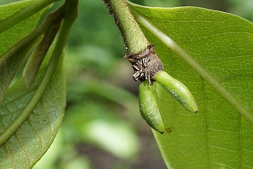 Pawpaw: Asimina triloba
