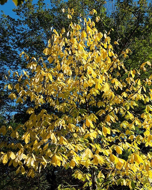 Pawpaw: Asimina triloba
