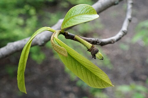 Pawpaw: Asimina triloba