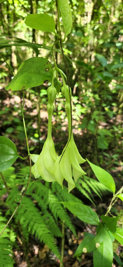 Asketanthera longiflora (Asketanthera longiflora)