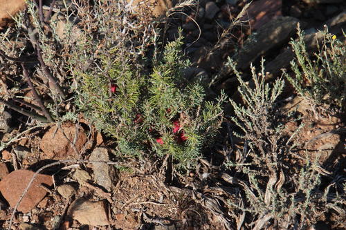 Asparagus acocksii (Asparagus acocksii)