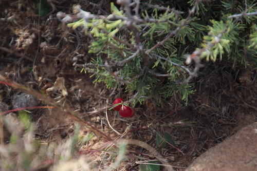 Asparagus acocksii (Asparagus acocksii)