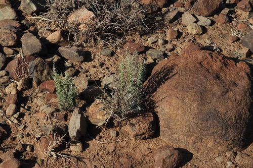 Asparagus acocksii (Asparagus acocksii)