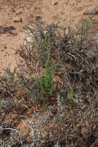 Asparagus acocksii (Asparagus acocksii)