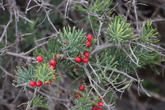 Asparagus acocksii (Asparagus acocksii)