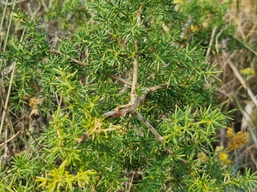 Wild asparagus (Asparagus acutifolius)