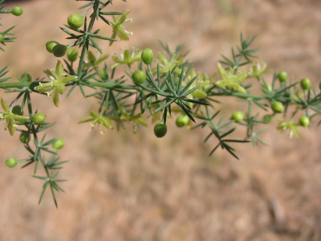 Wild asparagus (Asparagus acutifolius)
