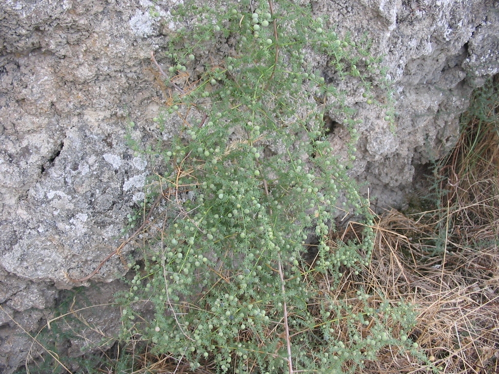 Wild asparagus (Asparagus acutifolius)