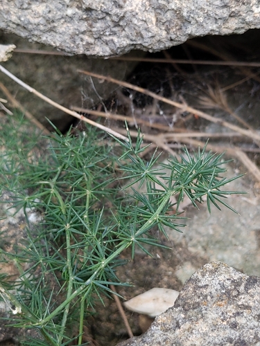 Wild asparagus (Asparagus acutifolius)