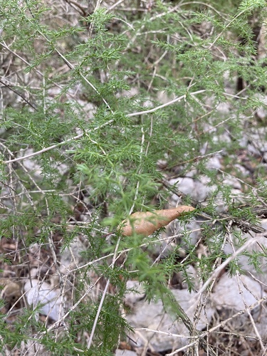 Wild asparagus (Asparagus acutifolius)