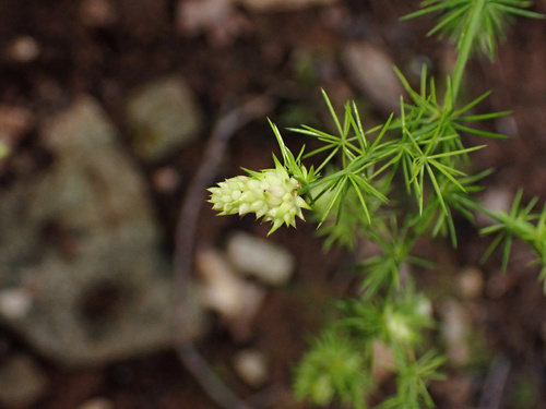 Wild asparagus (Asparagus acutifolius)