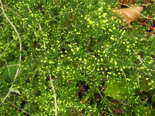 Wild asparagus (Asparagus acutifolius)